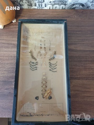 Разчленен речен рак 