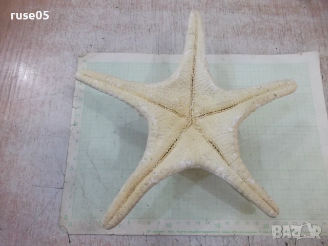 Звезда морска - 6, снимка 3 - Други стоки за дома - 50553562