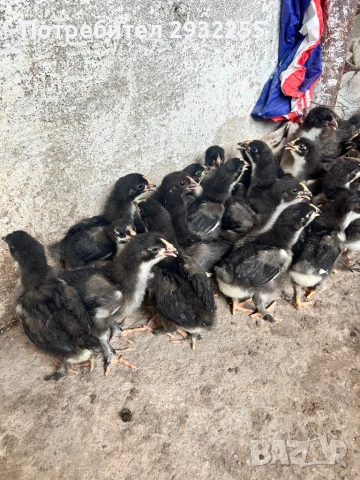 Пилета Черно меден маран 