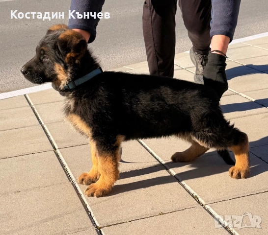 Немско овчарско куче