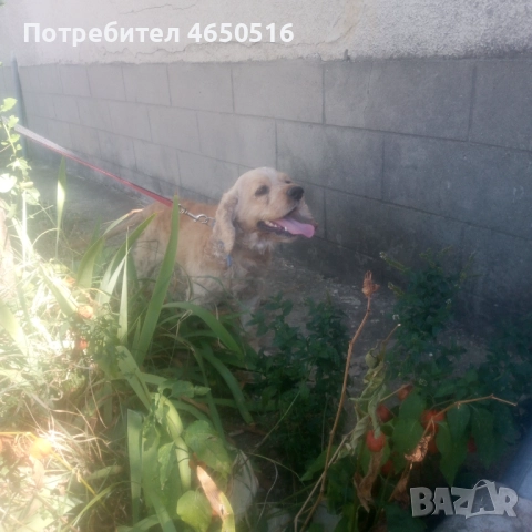 Кокер шпаньол породис , снимка 9 - Кокер шпаньол - 52407219