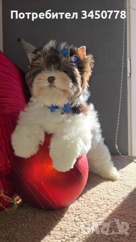 мини йоркшир момче, снимка 12 - Йоркширски териер - 53006502