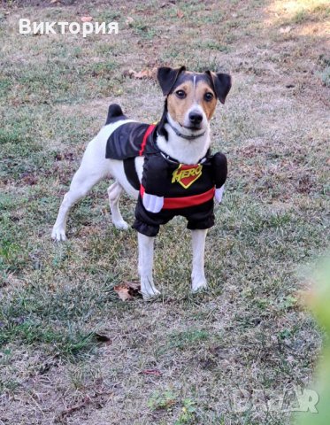 Весели дрешки за кучета- супергерои Superman/ Bathman /Wonder woman