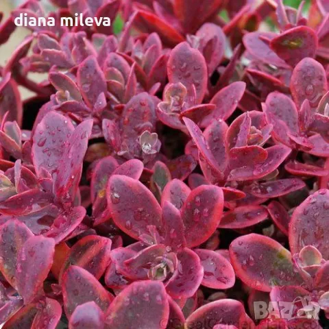 Седум Горски Пожар, Sedum SunSparkler Wildfire , снимка 1