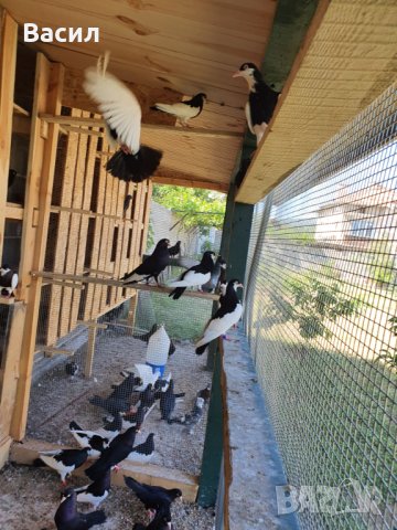 донеци.акмани, снимка 13 - Гълъби - 21606640