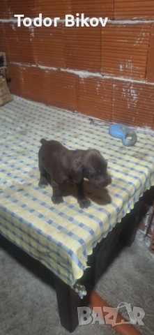 Свободни дратхаарчета , снимка 2 - Дратхаар - 53014939