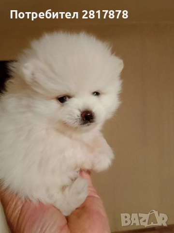 мини Померан на 45 дни , снимка 2 - Померан - 52598736