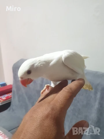 Малък Александър ръчно хранени, снимка 1