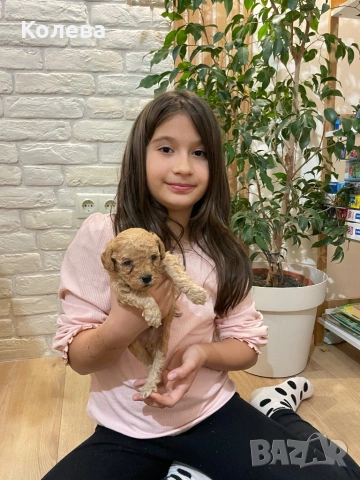 ТОП Мини Пудел , снимка 4 - Пудели - 53364956