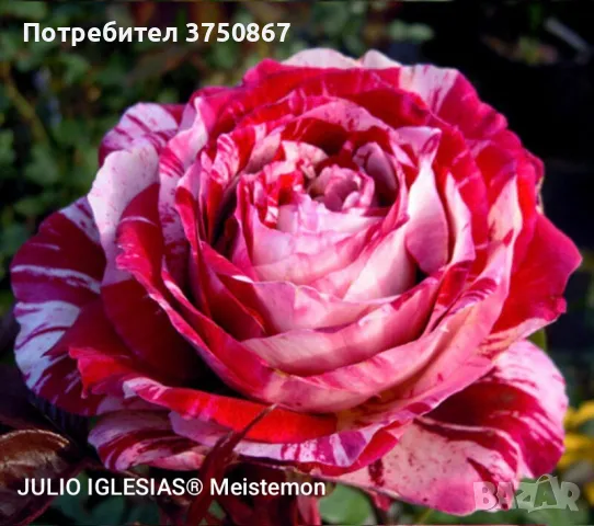 🌹 РОЗА🌹 JULIO IGLESIAS® Meistemon 🌹, снимка 2 - Градински цветя и растения - 49345539