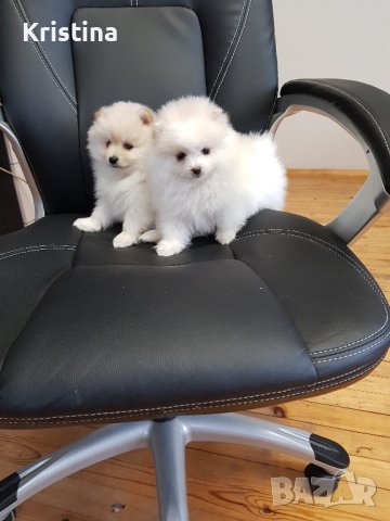 Померани померан померанчета, снимка 3 - Померан - 43700714