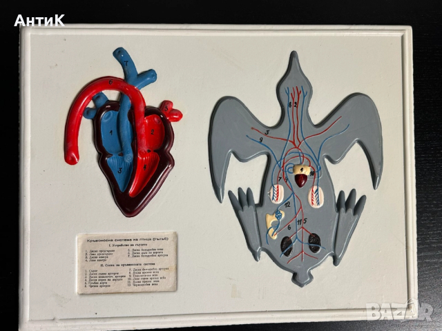 Соц Учебни Табла Помагала по Биология, снимка 4 - Антикварни и старинни предмети - 52516194