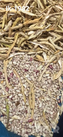 Шарен боб от Родопите , снимка 2 - Хранителни добавки - 51207837