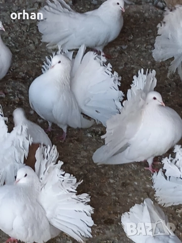 фенерли за продаване или бартер , снимка 6 - Гълъби - 52361365