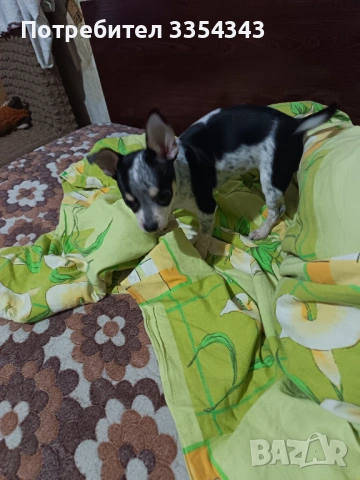 Чихуахуа с паспорт и вакини две, снимка 6 - Чихуахуа - 53114756