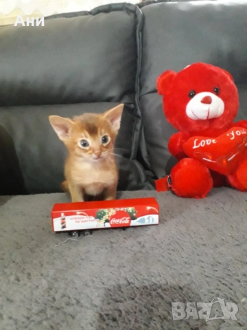 Уникално  Абисинско Котенце, снимка 2 - Други - 52679340