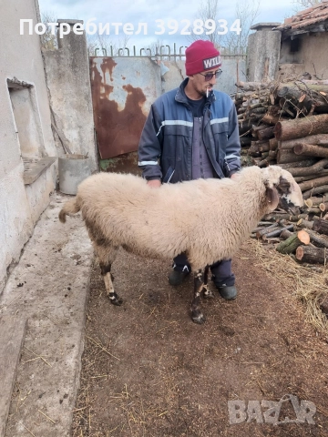коч за дамазлък, снимка 4 - Овце - 52553806
