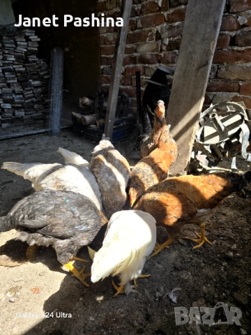 Пиленца от инкубатор , снимка 5 - За птици - 52141387