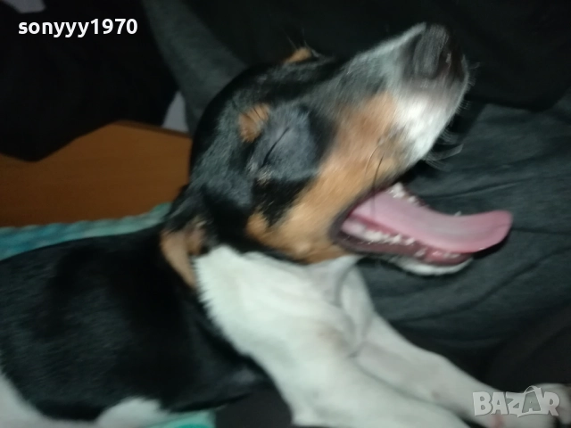 АЗ СЪМ КИКИ ОТ ВИДИН-ДЖАК НА 3 МЕСЕЦА-ВАШЕТО КОЛЕДНО КУТРЕ 3011251706, снимка 17 - Джак ръсел териер - 52594050