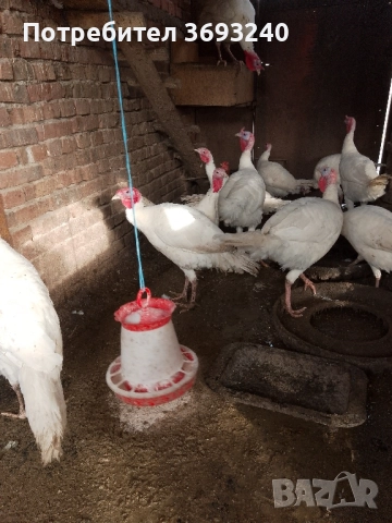 Продавам млади пуйки, от тази година, снимка 2 - Папагали - 48580789