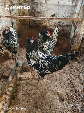 Разплодни яйца от Тюрингийска брадата кокошка , снимка 6 - Кокошки и пуйки - 53483514