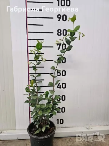 Ароматен жасмин , снимка 2 - Градински цветя и растения - 47553121