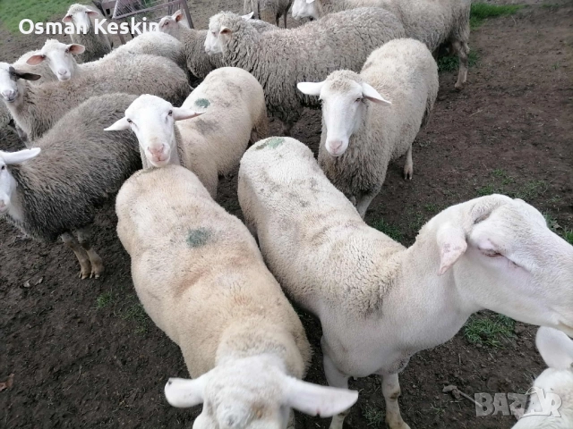 Продавам Коч Лакон , снимка 5 - Овце - 52522502