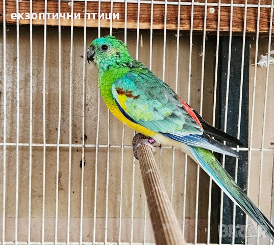 Продавам 3 двойки Пойни папагали , снимка 12 - Папагали - 52678971