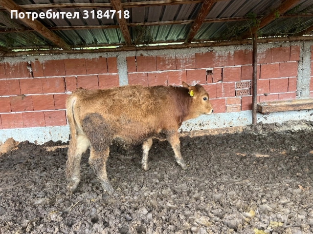 Месодайни Телета за Продан, снимка 13 - Крави - 52479978