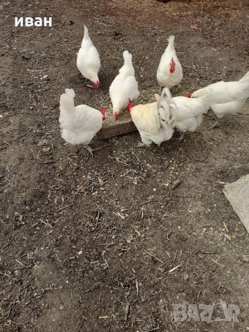 оплодени яйца  от синьо  и бяло брезе, снимка 12 - други­ - 17015852