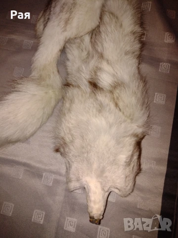 Шал яка от полярна бяла лисица, снимка 4 - Шалове - 50663133