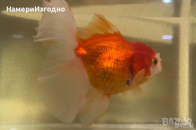 Продавам зряла Оранда, снимка 3 - Рибки - 52963274