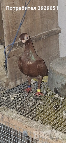 Продавам будапещенси