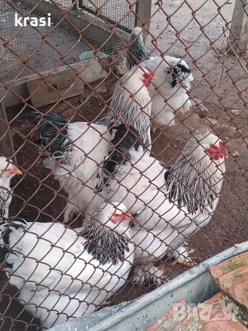 Петли Брама