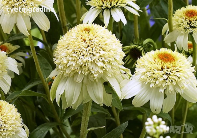 Echinacea purpurea ‘Milkshake’ (Ехинацея пурпуреа „Млечен шейк“)