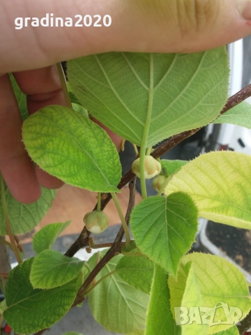 Киви Голд-Златно киви, снимка 5 - Градински цветя и растения - 28817698
