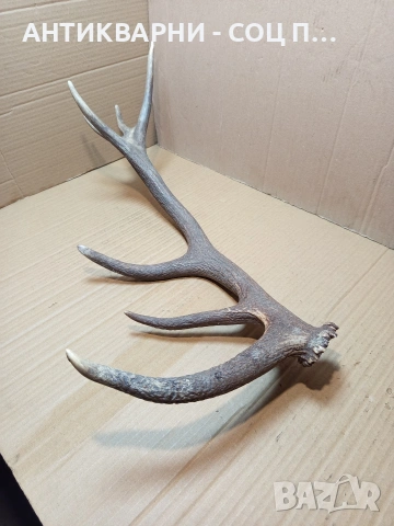 Стар Единичен Еленски Рог Рога Тегло 1.350кг. НОМЕР 706.