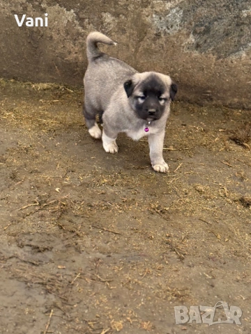 Кангал /Кангалчета, малки , снимка 8 - Кангал - 53493206