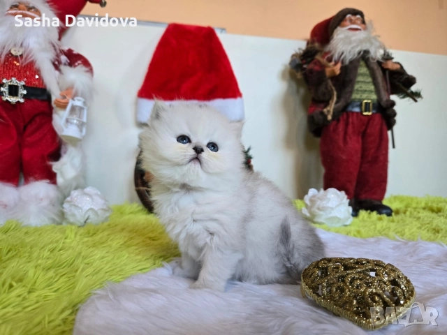 Британски дългокосмести котенца, снимка 10 - Други - 52730216