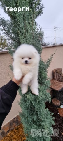 Померан, снимка 6 - Померан - 34914787