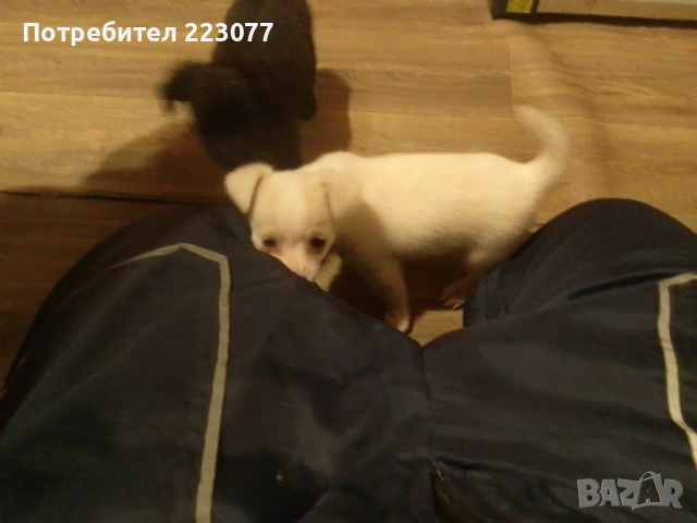 Пинчер, снимка 10 - Пинчер - 53012866