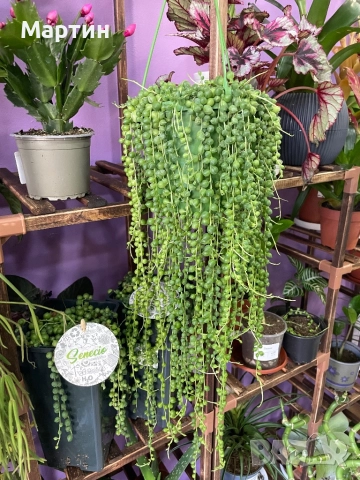 Стайни растения за дома и офиса , снимка 6 - Стайни растения - 52435932