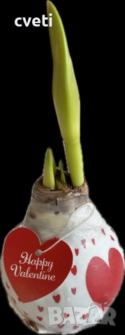 АМАРИЛИС ВЪВ ВОСЪК, снимка 4 - Градински цветя и растения - 53292862