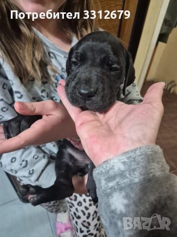 Немски дог - бебета, снимка 3 - Немски дог - 52621505