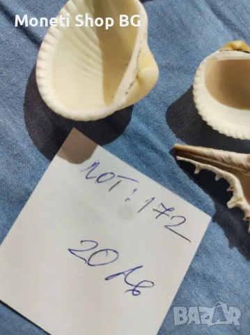 Океански дарове., снимка 4 - Други ценни предмети - 49016056