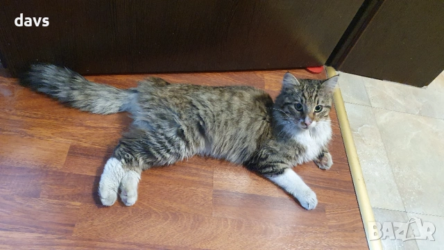 Красавец търси приемен / постоянен дом