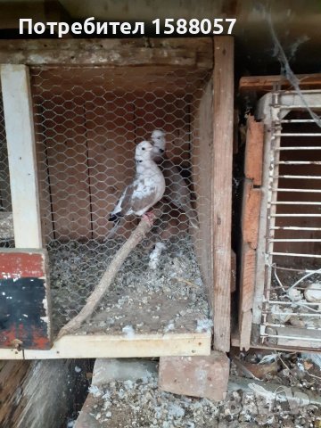 Продавам гугутки скумрии, снимка 4 - Гълъби - 37876216