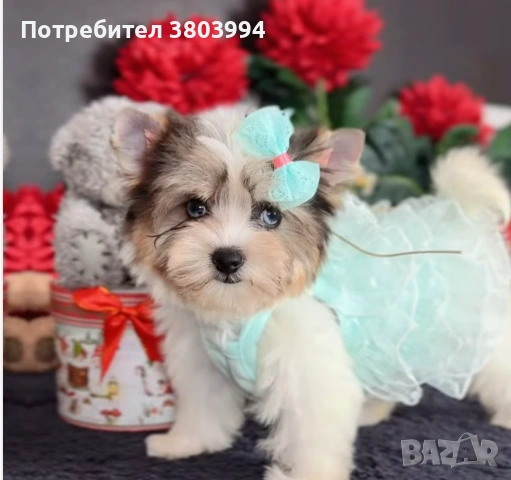 Йоркширски териер със сини очи и родословие. Момиченце Blue berry Diamond York 