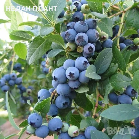 Американска синя боровинка/Vaccinium "Duke" , "Goldtraube" , "Bluecrop" ,"Bluegold"