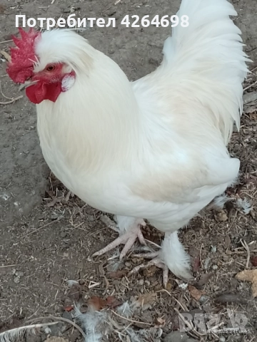 Гургутки и петлета, снимка 11 - други­ - 50966710